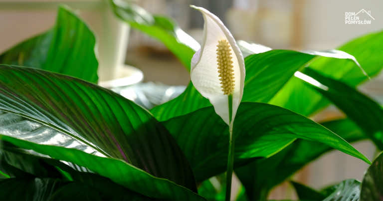 Jak przesadzić skrzydłokwiat do większej doniczki?