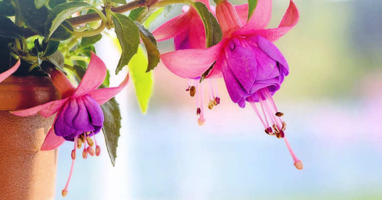 Fuksje – uprawa i odmiany, które musisz znać