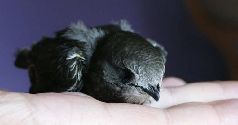 Jak zamontować budkę dla jerzyków?