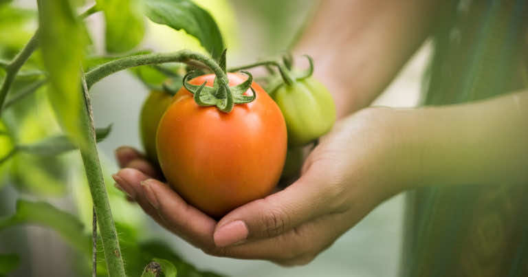 Co zrobić, gdy pomidorom w ogrodzie opadają liście?