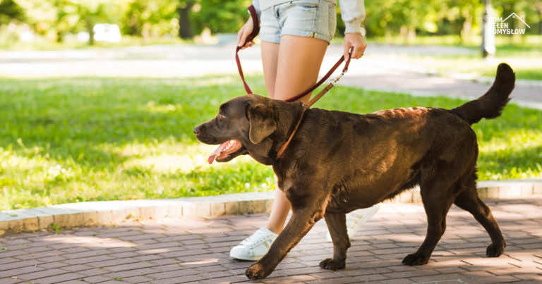 Koniec z „proszę się nie bać, on nie gryzie”. Będą mandaty.