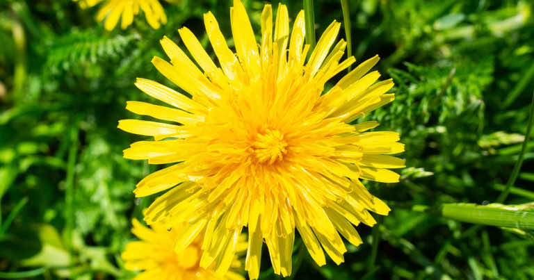 Mlecz to nie tylko chwast! Poznaj jego niesamowite właściwości.