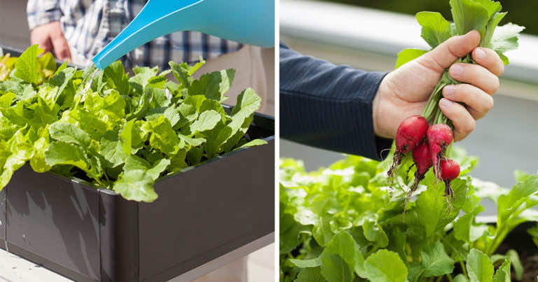 Ogród warzywny na balkonie – kiedy sadzić i jakie warzywa?