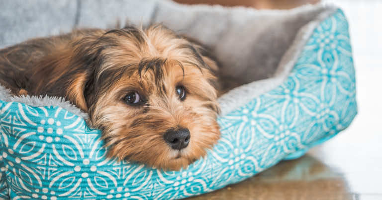 Do kiedy trzeba opłacić podatek od psa w 2021 roku?