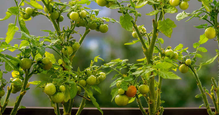 Pomidory koktajlowe na balkon w doniczkach – jak uprawiać?