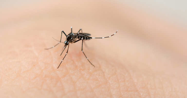 Chcesz uniknąć komarów? Posadź rośliny, które je odstraszają!