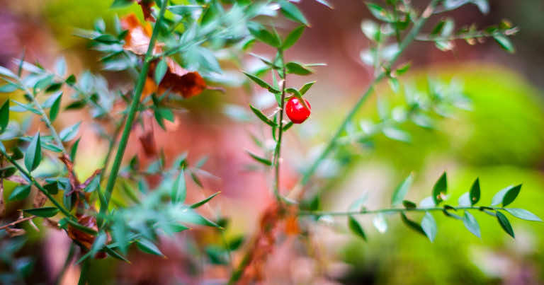 Ruskus – roślina ozdobna. Uprawa ruskusa (ruszczyka, myszopłocha)