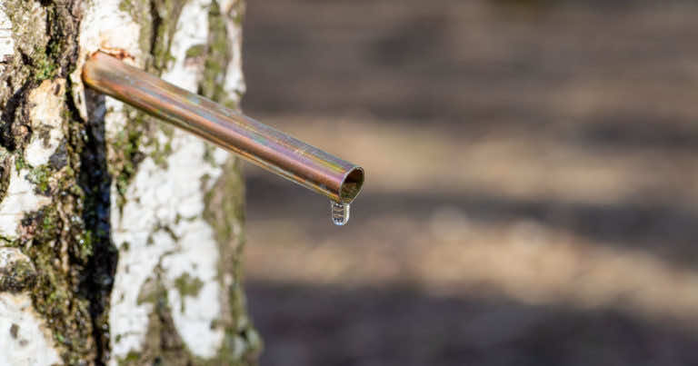 Sok z brzozy – właściwości zdrowotne, pozyskiwanie, stosowanie