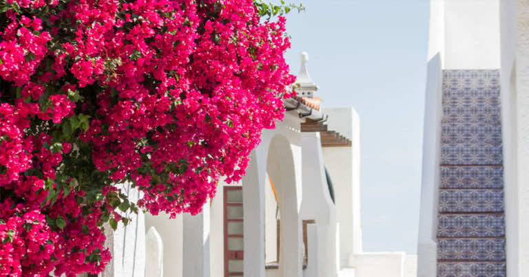 Bugenwilla – jak ją uprawiać i pielęgnować