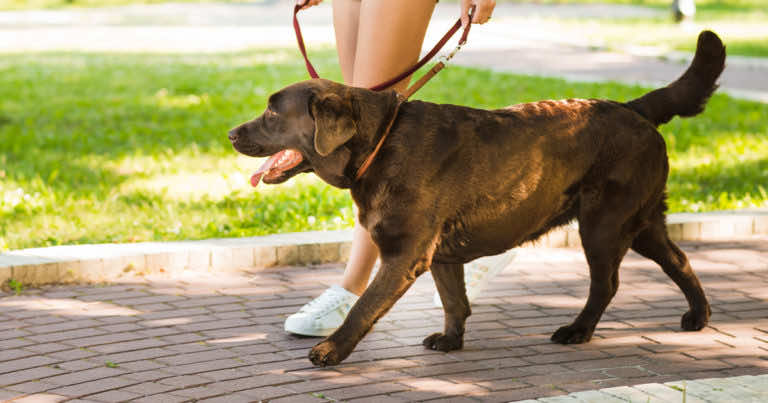 Jak często wychodzić z psem na zewnątrz?