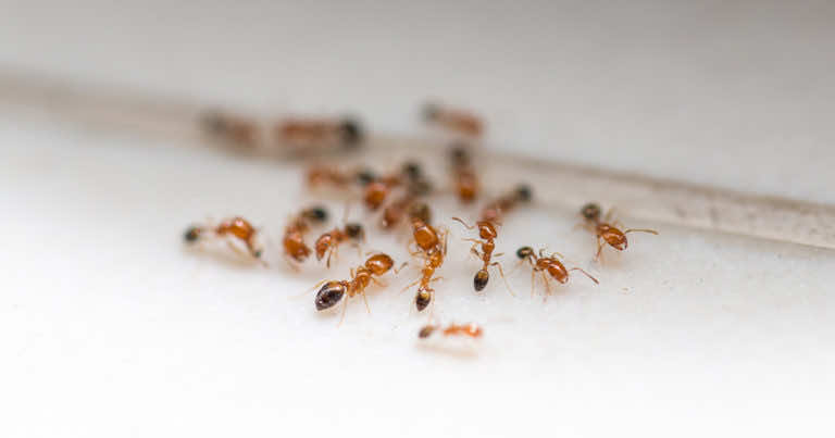 Masz w swojej kuchni coś, dzięki czemu odstraszysz mrówki!
