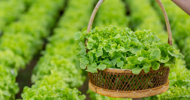 Kiedy siać sałatę? Uprawa sałaty w ogrodzie
