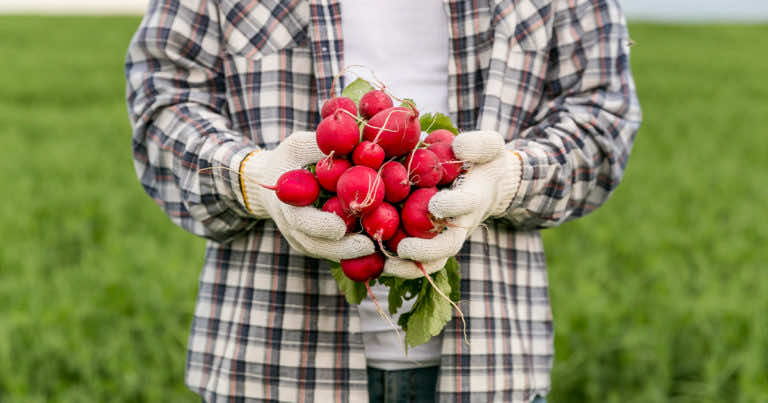 Kiedy siać rzodkiew?  Uprawa rzodkwi w ogrodzie.