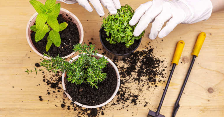 Jakie zioła warto mieć w swoim ogrodzie?