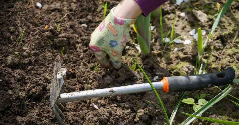 Maj w ogrodzie – jakie czynności warto wykonać w ogrodzie w maju?