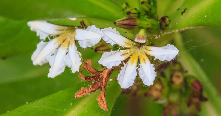 Scewole na balkon. Uprawa Scewoli – wszystko co musisz wiedzieć