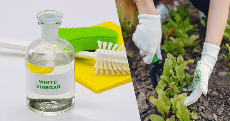 Jak wykorzystać ocet w ogrodzie?