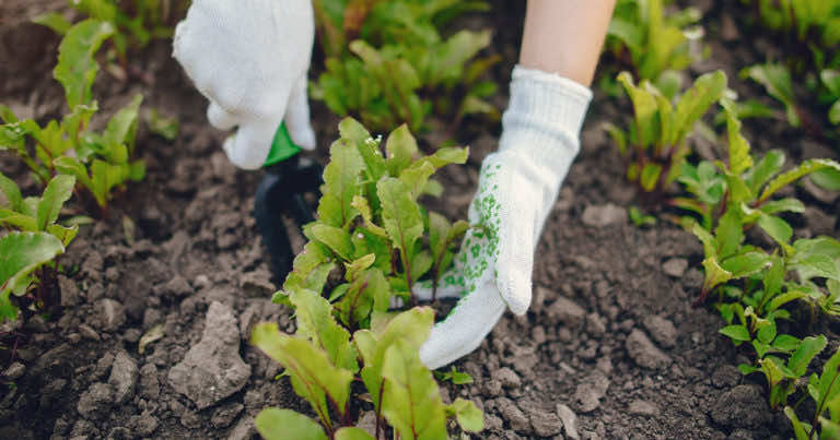 Co siać w ogrodzie w czerwcu?