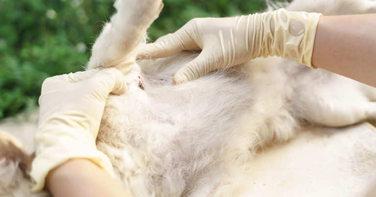 Jak chronić psa przed kleszczami?