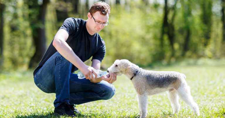 Jak dbać o psa podczas upałów?