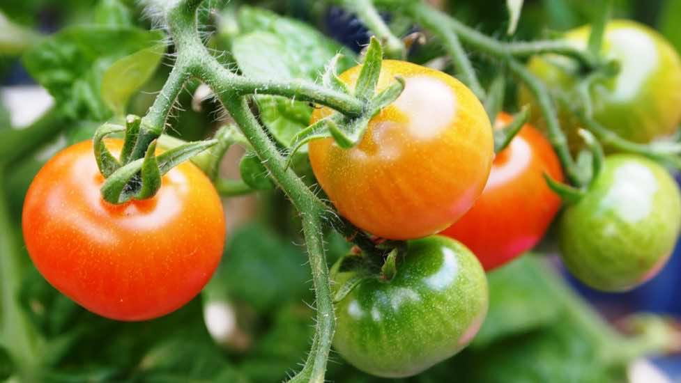Oprysk Na Pomidory Z Drozdzy Uprawiasz pomidory? Zobacz w czym pomoże oprysk z drożdży!