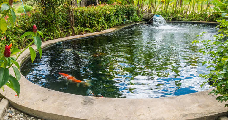 Jakie rośliny wybrać do oczka wodnego