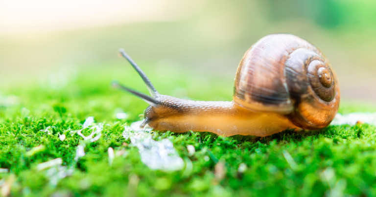 Jakie rośliny odstraszają ślimaki w ogrodzie?
