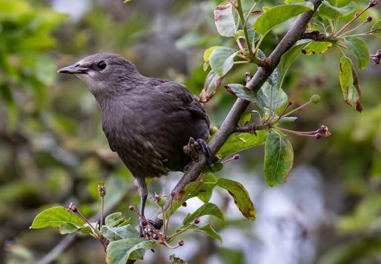Jak chronić czereśnie przed szpakami? SPRAWDZONE SPOSOBY!