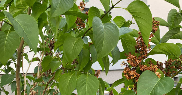 Co zrobić z przekwitniętym bzem. Kiedy ciąć bzy i jak to robić.