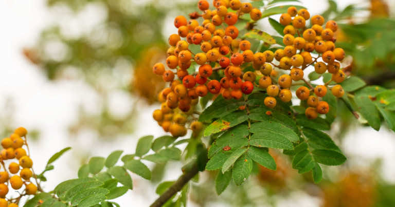 Liście jarzębiny – jak je wykorzystać. Jakie mają właściwości?