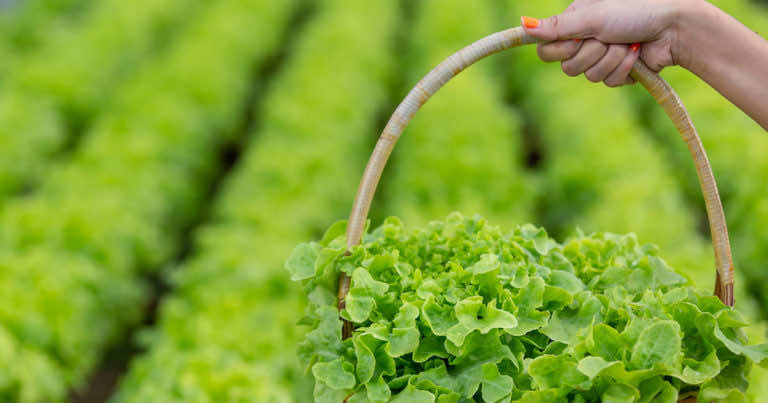 Jak przechowywać sałatę w lodówce, aby dłużej była świeża?