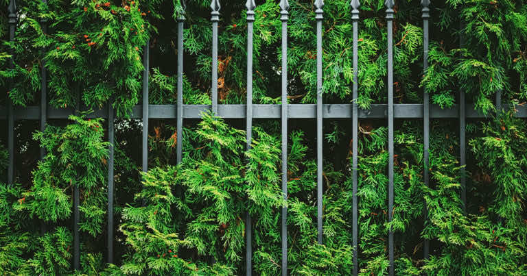 Kiedy przycinać tuje?