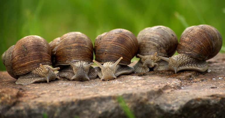 Masz dość ślimaków w ogrodzie? Zobacz, jak z nimi wygrać!