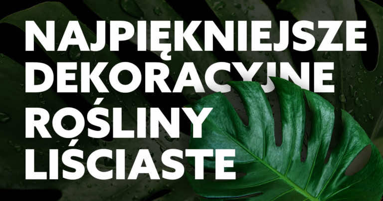 3 najpiękniejsze domowe rośliny z dekoracyjnymi liśćmi