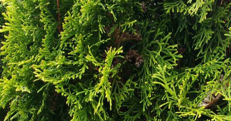 Dlaczego tuja usycha w środku?