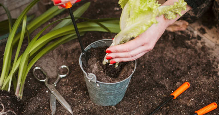Te warzywa wyhodujesz z resztek. Nie wyrzucaj ich!