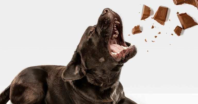 Co się stanie, gdy pies zje czekoladę?