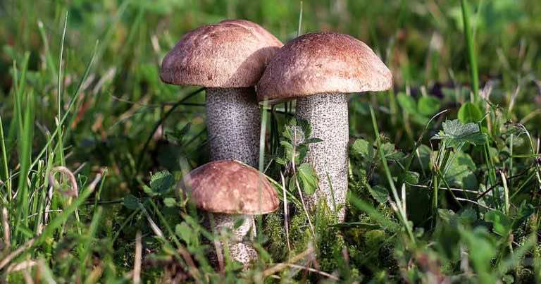 Szukasz prawdziwków? Znajdziesz je w tych miejscach!