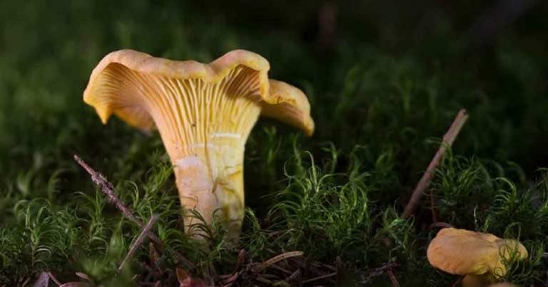 Szukasz kurek? Znajdziesz je w tych miejscach!