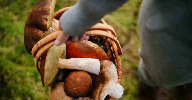 Wybierasz się na grzyby? Te mity na temat grzybów musisz znać!
