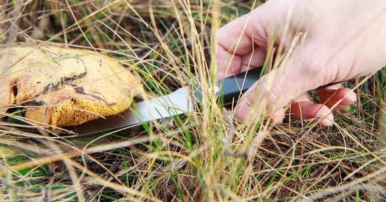 Wykręcać czy ścinać grzyby na grzybobraniu?