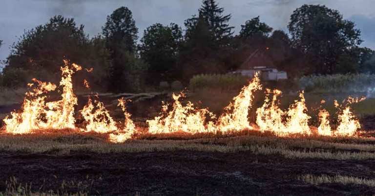 Wypalanie traw- skutki i zagrożenia