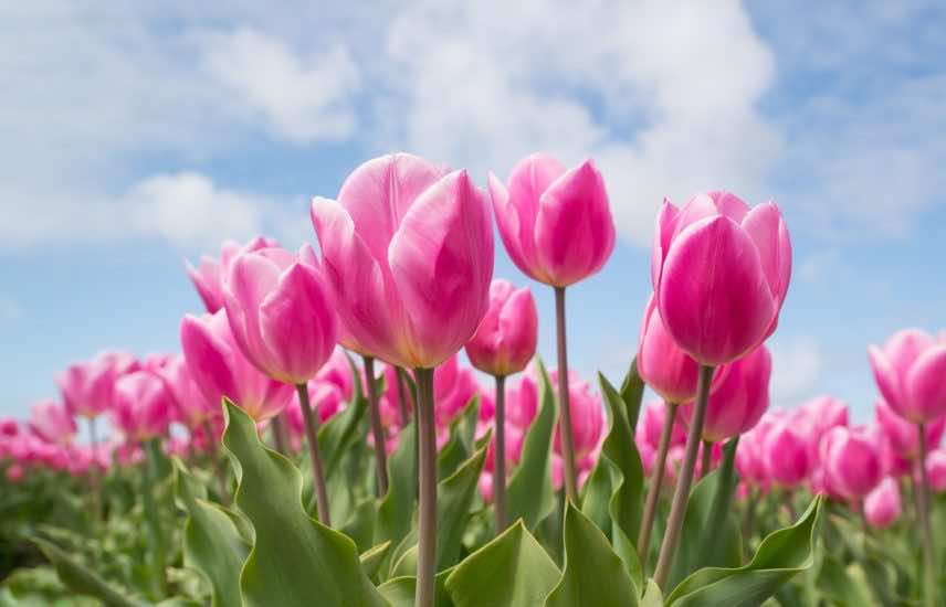 Kiedy sadzić cebulki tulipanów