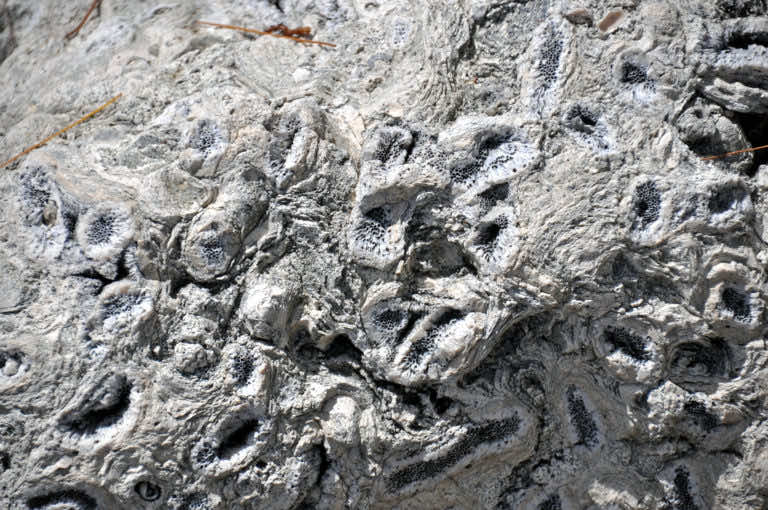 Zastosowanie dolomitu w rolnictwie