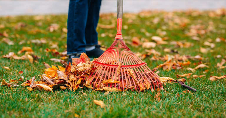 Grabić liście czy nie? Jaką rolę liście pełnią w ogrodzie?