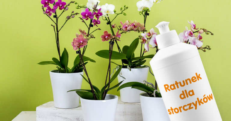 Płyn do mycia naczyń dla storczyków – zobacz, jak go wykorzystać!