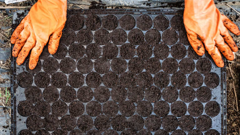 Co można siać w lutym?