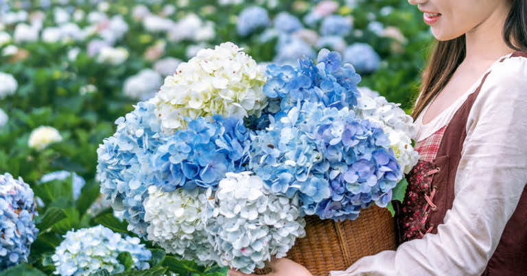 Hortensja bukietowa – odmiany, uprawa i pielęgnacja