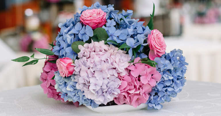 Hortensja bukietowa – odmiany, uprawa i pielęgnacja
