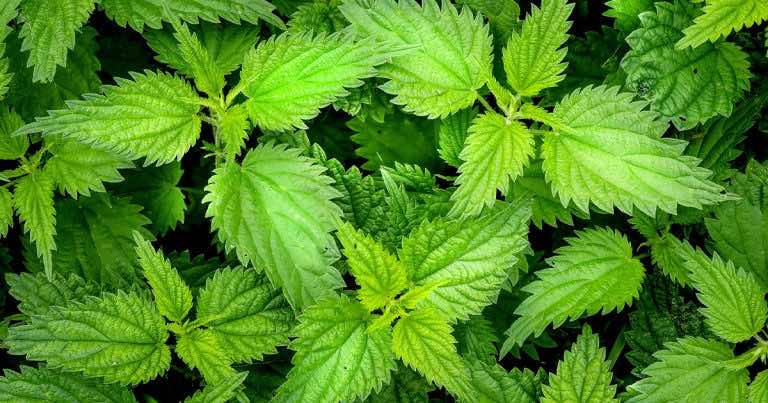 Gnojówka z pokrzywy – jak ją zrobić i wykorzystać w ogrodzie?